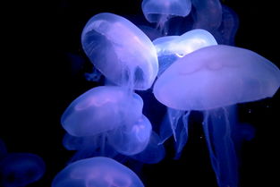 中国最稀有的白化鱼种类，中国最稀有的白化鱼种类有哪些